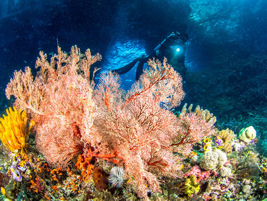 The waters of Indonesia are at the epicenter of marine biodiversity with more than 2,000 species of fish, 500-plus varieties of hard and soft coral and thousands of enigmatic invertebrates