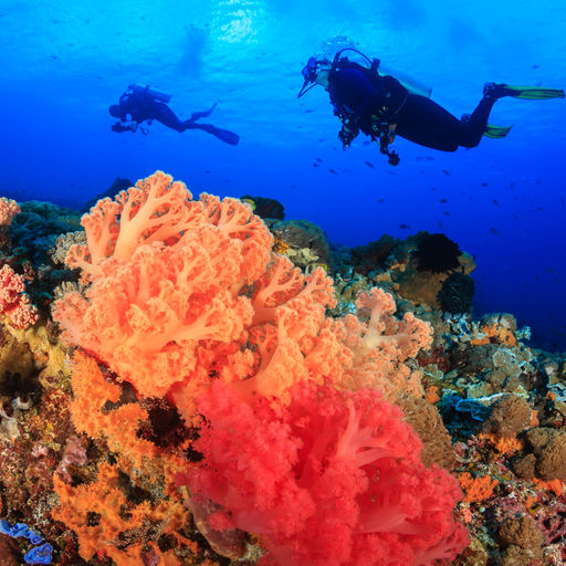 Located in the middle of the Indo Pacific, the waters of Malaysia offer up one of the richest marine biodiversity of any ocean with thousand upon thousands of enigmatic marine invertebrates, corals and fish_scuba diving vacations in Malaysia