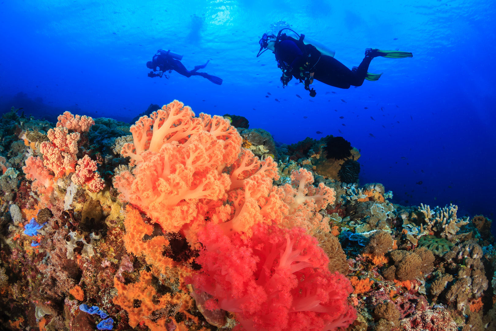 Located in the middle of the Indo Pacific, the waters of Malaysia offer up one of the richest marine biodiversity of any ocean with thousand upon thousands of enigmatic marine invertebrates, corals and fish_scuba diving vacations in Malaysia