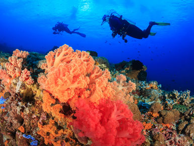 Located in the middle of the Indo Pacific, the waters of Malaysia offer up one of the richest marine biodiversity of any ocean with thousand upon thousands of enigmatic marine invertebrates, corals and fish_scuba diving vacations in Malaysia