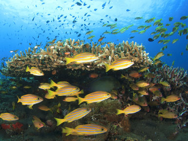 Located in the middle of the Indo Pacific, the waters of Malaysia offer up one of the richest marine biodiversity of any ocean with thousand upon thousands of enigmatic marine invertebrates, corals and fish_scuba diving vacations in Malaysia
