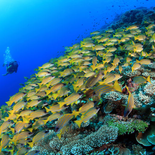 The Maldives are a nation of coral reefs with twenty six atolls adorned with more than 1,200 reef-shrouded islands, creating a lifetime of diving possibilities