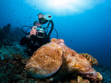 The Maldives may be a nation of coral reefs it is a place with a rich bounty of marine wildlife like this octopus creating a lifetime of diving possibilities