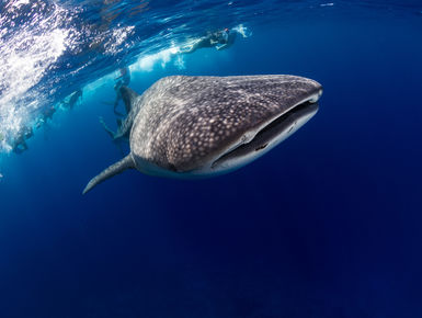 Encounters with whale sharks are among the top of the list to many avid snorkelers and scuba divers in the Maldives