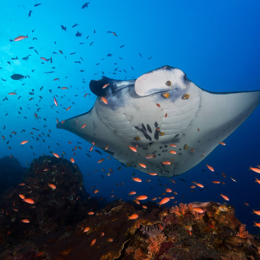 Encounters with manta rays is a hallmark experience with any snorkeler or scuba diver in Micronesia