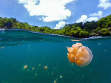The unique freshwater residents of Jellyfish Lake, present snorkelers the opportunities to swim with thousands of non-stinging jellyfish