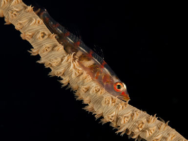 Below the surface, the vibrant reefs of Micronesia are resplendent with life to more than 1,500 species of fish and more than 400 types of corals