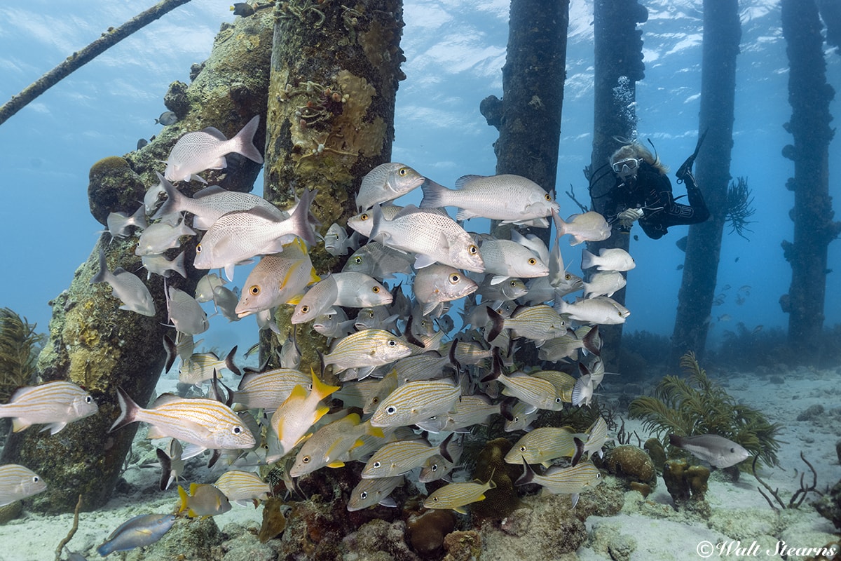 The pilings of the Salt Pier are a favorite with shore divers. The pilings of the Salt Pier are a favorite with shore divers.