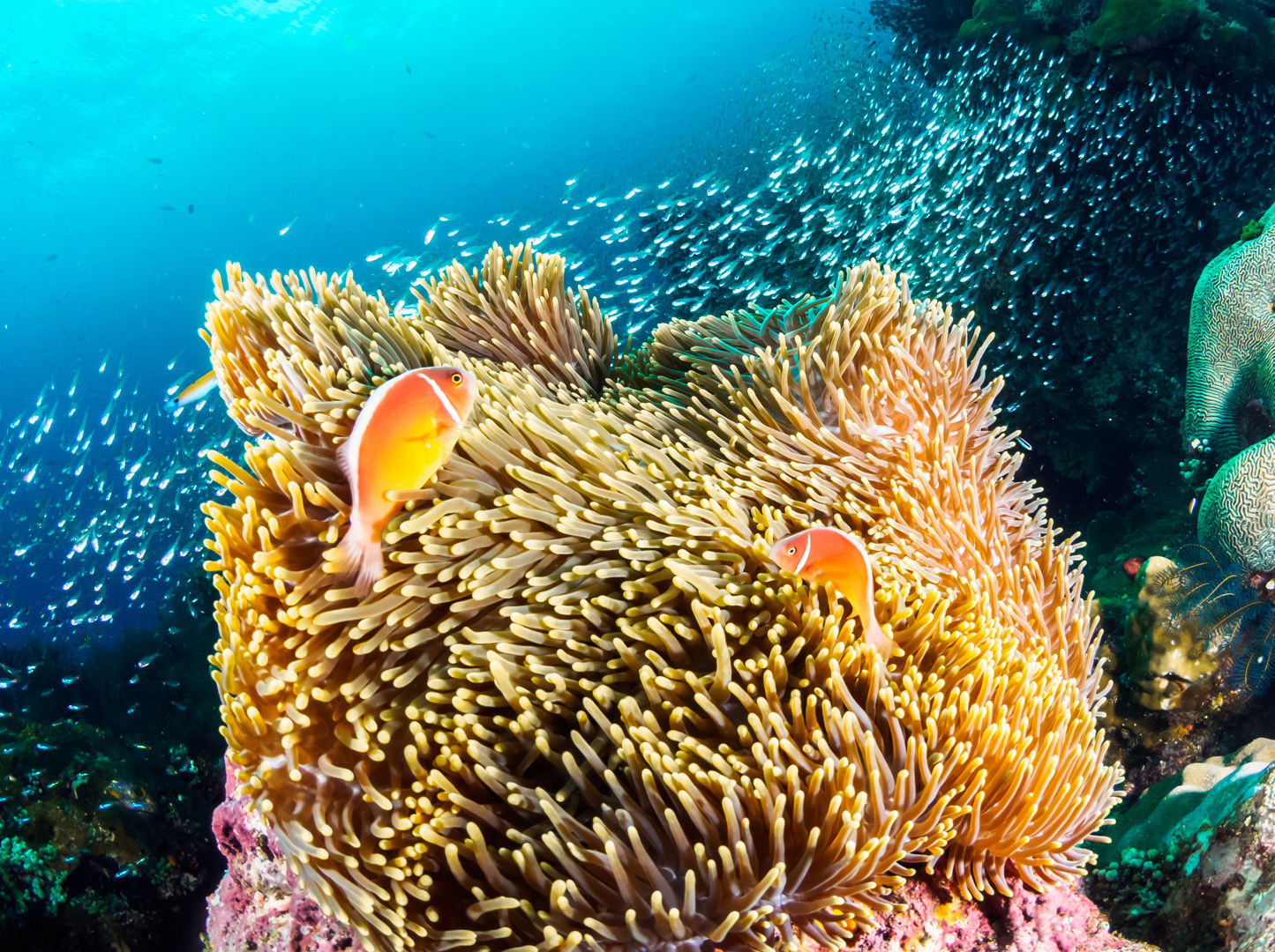 As destinations go PNG can please big animal enthusiasts, reef lovers and critter hunters alike through some of the most prolific and pristine coral growth in the world. As destinations go PNG can please big animal enthusiasts, reef lovers and critter hunters alike through some of the most prolific and pristine coral growth in the world.