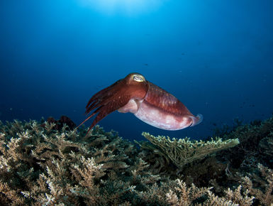 As destinations go PNG can please big animal enthusiasts, reef lovers and critter hunters alike through some of the most prolific and pristine coral growth in the world