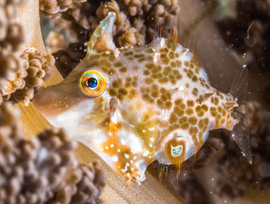 As destinations go PNG can please big animal enthusiasts, reef lovers and critter hunters alike through some of the most prolific and pristine coral growth in the world