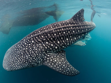 Encounters with whale sharks are among the top of the list to many avid snorkelers and scuba divers in the PNG