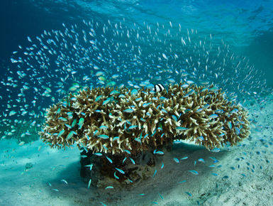 As destinations go PNG can please big animal enthusiasts, reef lovers and critter hunters alike through some of the most prolific and pristine coral growth in the world