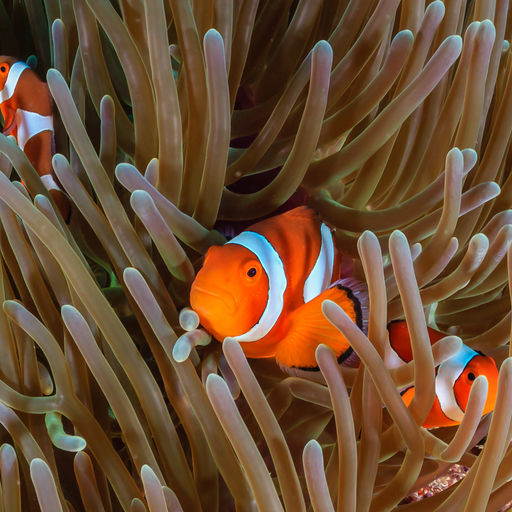  From the tiny and hidden to the biggest fish in the sea, the Philippines delivers an unrivaled variety of marine life, along with a remarkably diverse range of diving environments