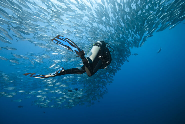 From the tiny and hidden to the biggest fish in the sea, the Philippines delivers an unrivaled variety of marine life, along with a remarkably diverse range of diving environments