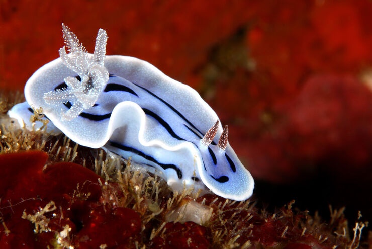 From the tiny and hidden to the biggest fish in the sea, the Philippines delivers an unrivaled variety of marine life, along with a remarkably diverse range of diving environments