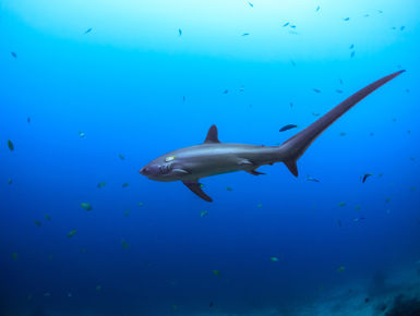 From the tiny and hidden to the biggest fish in the sea, the Philippines delivers an unrivaled variety of marine life, along with a remarkably diverse range of diving environments
