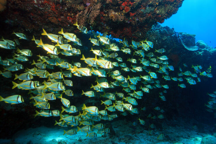 The underwater landscape along the eastern shores of Mexico's Yucatan Peninsula provides divers with a varied and rewarding range of underwater experiences through a series of colorful reefs filled with marine life