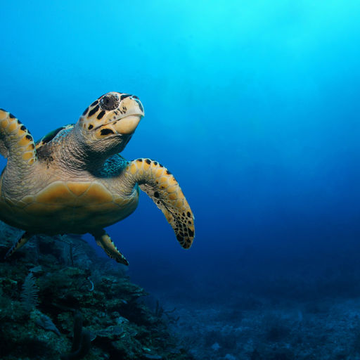 The underwater landscape along the eastern shores of Mexico's Yucatan Peninsula provides divers with a varied and rewarding range of underwater experiences through a series of colorful reefs filled with marine life