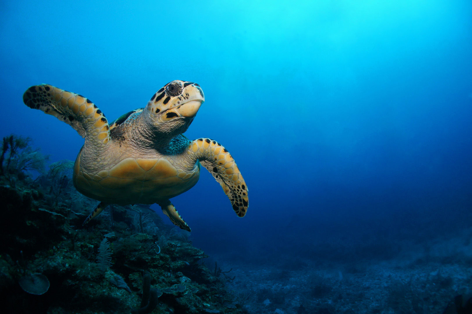The underwater landscape along the eastern shores of Mexico's Yucatan Peninsula provides divers with a varied and rewarding range of underwater experiences through a series of colorful reefs filled with marine life