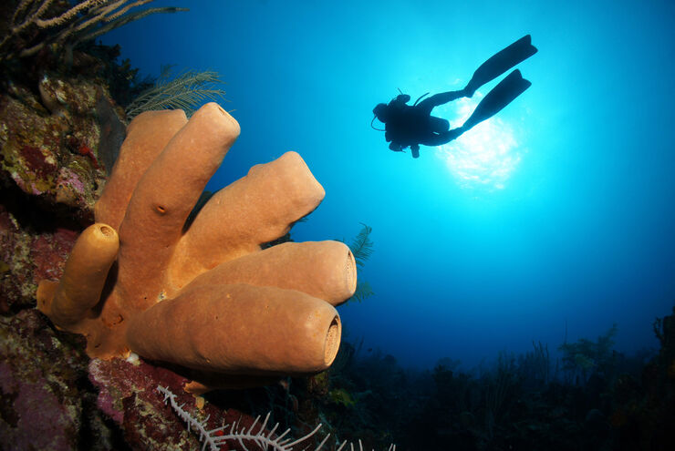 The underwater landscape along the eastern shores of Mexico's Yucatan Peninsula provides divers with a varied and rewarding range of underwater experiences through a series of colorful reefs filled with marine life