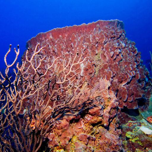 The coral reefs of Saba offer the intrepid divers many wondrous creatures like this large barrel sponge to see