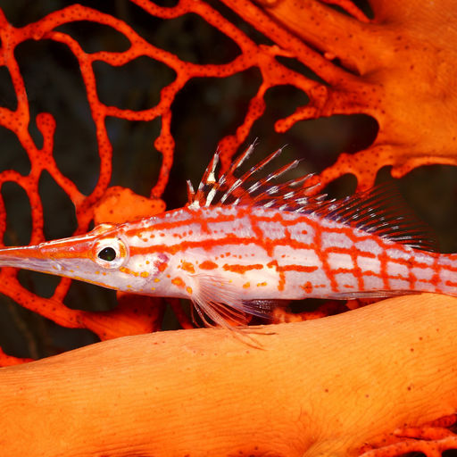 The Solomon Islands still remains one of the Pacific’s best-kept secrets with a splendid diversity of marine life that includes ornately colored reef fish to menageries of nudibranchs, shrimps and crabs