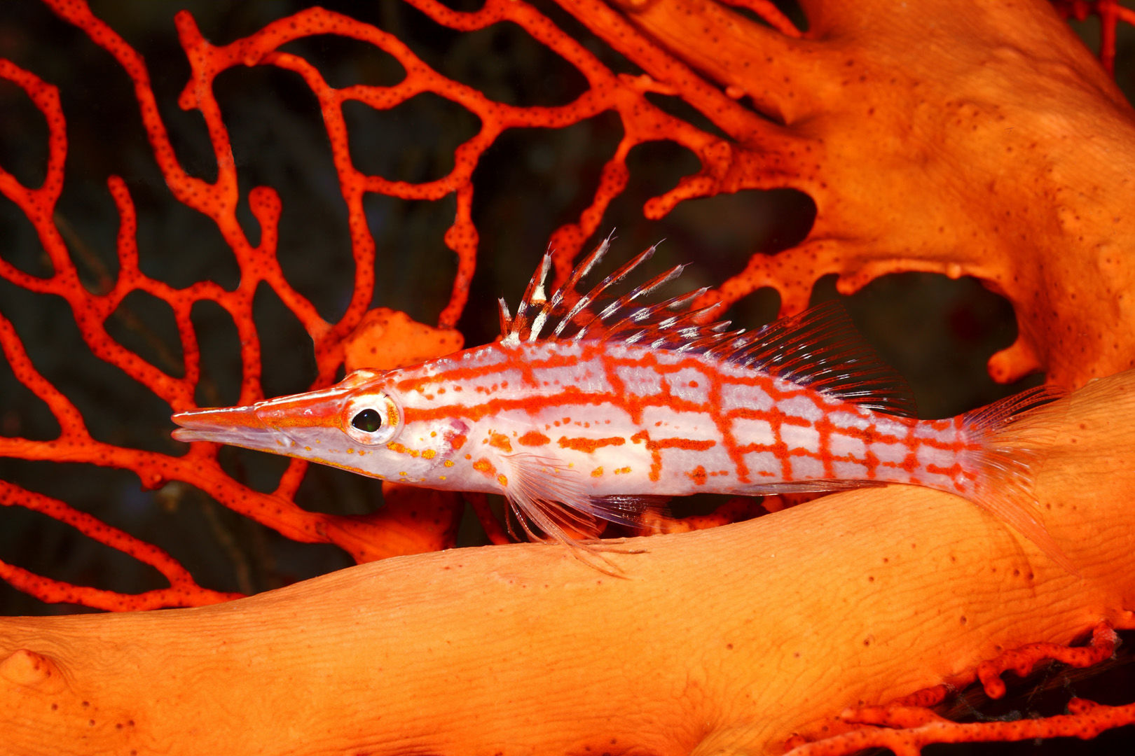 The Solomon Islands still remains one of the Pacific’s best-kept secrets with a splendid diversity of marine life that includes ornately colored reef fish to menageries of nudibranchs, shrimps and crabs