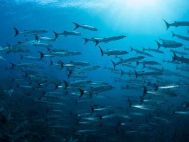 The Solomon Islands still remains one of the Pacific’s best-kept secrets with a splendid diversity of marine life that thrives among the region’s extensive collection of coral reefs and historic war wrecks