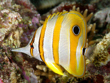 The Solomon Islands still remains one of the Pacific’s best-kept secrets with a splendid diversity of marine life that includes ornately colored reef fish to menageries of nudibranchs, shrimps and crabs