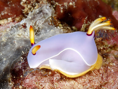 The Solomon Islands still remains one of the Pacific’s best-kept secrets with a splendid diversity of marine life that includes ornately colored reef fish to menageries of nudibranchs, shrimps and crabs