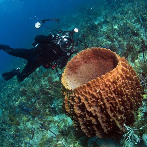 The coral reefs of St. Kitts & Nevis offer the intrepid divers many wondrous creatures like this large barrel sponge
