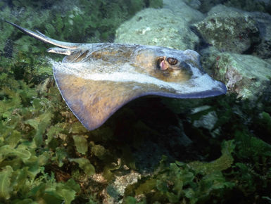 The coral reefs of St. Kitts & Nevis offer the intrepid divers many wondrous creatures like this southern stingray to see