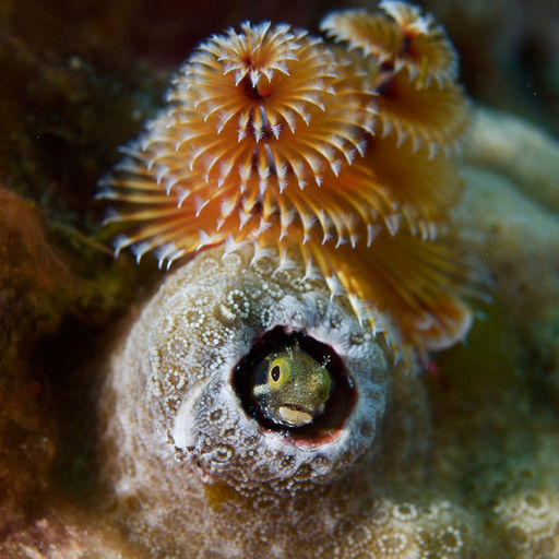 The waters of Saint Lucia offer magnificent coral reefs to explore