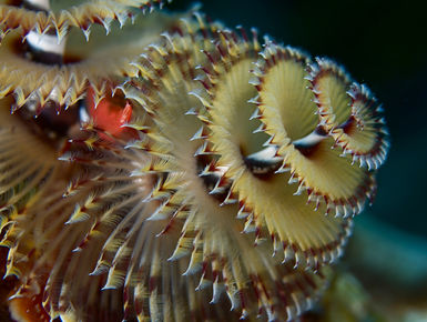 The coral reefs of St. Lucia offers the intrepid divers many wondrous creatures like this Christmas tree worm