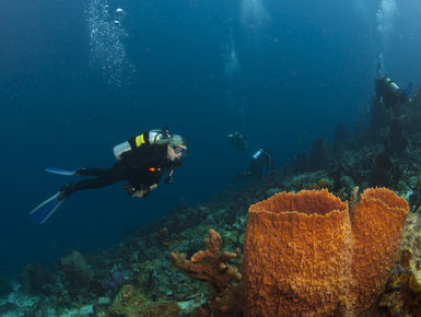 The coral reefs of St. Lucia offers the intrepid divers many wondrous creatures like this colorful sponges