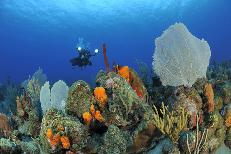 In the waters of St. Eustatius, From shallow reefs with colorful marine life to dramatic labyrinths and deep walls, there is something for divers in St. Eustatius