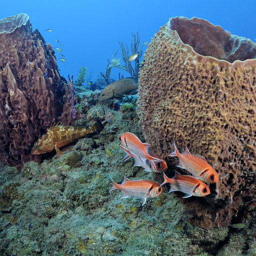In the waters of St. Eustatius, From shallow reefs with colorful marine life to dramatic labyrinths and deep walls, there is something for divers in St. Eustatius