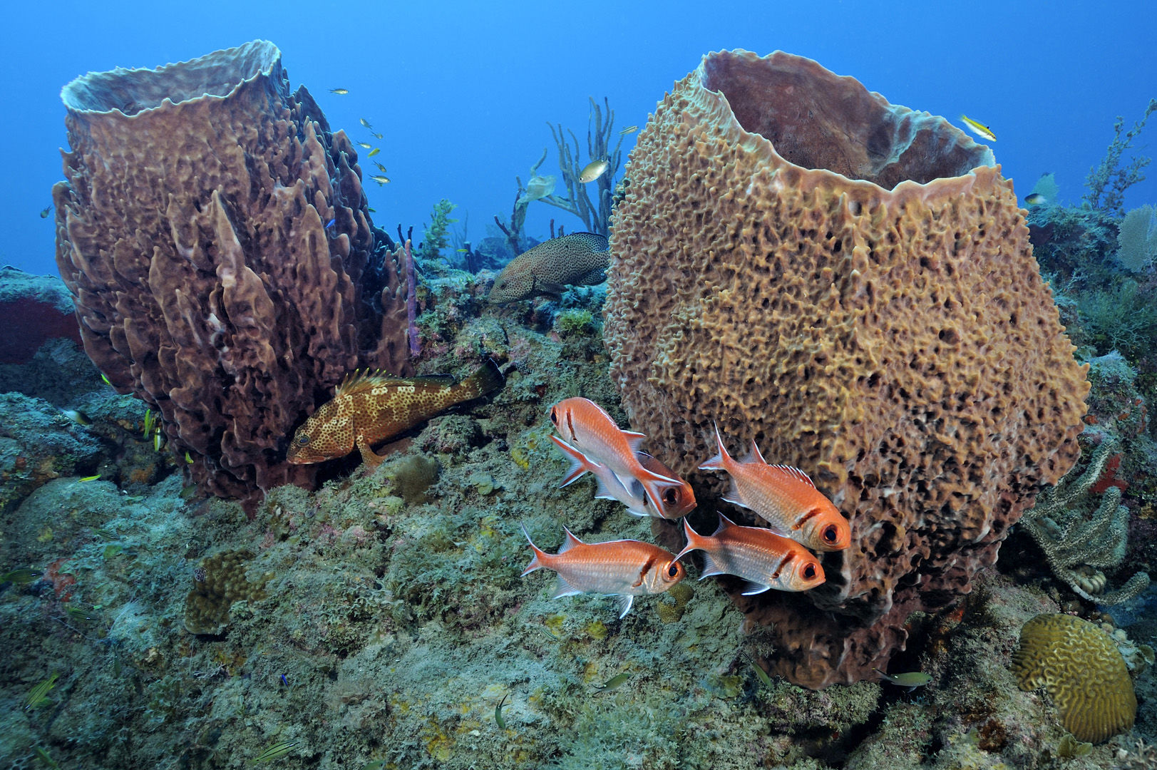 In the waters of St. Eustatius, From shallow reefs with colorful marine life to dramatic labyrinths and deep walls, there is something for divers in St. Eustatius