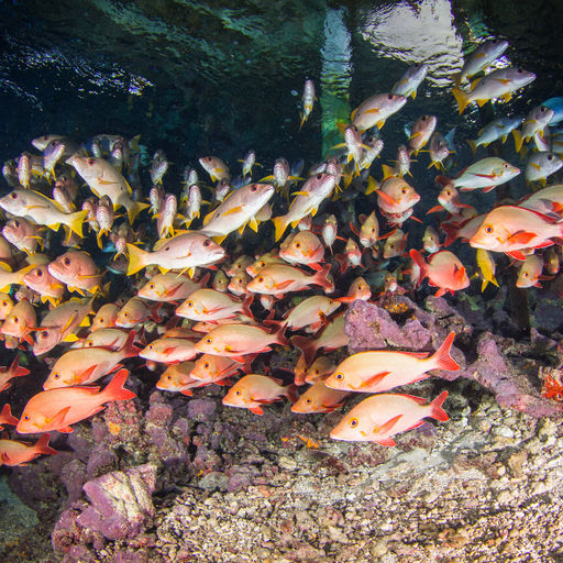 The Islands of Tahiti deliver an enticing combination of topside beauty and underwater excitement.