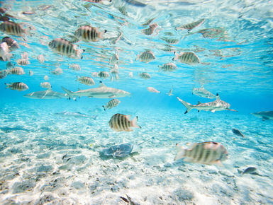 Tahiti is more than a South Pacific paradise above water; divers will revel in just how clear its waters are along with its occupants vivid coloration and hues