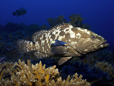Tahiti is more than a South Pacific paradise above water; divers will revel in just how clear its waters are along with its occupants vivid coloration and hues