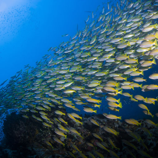 From shallow, sunlit reefs to current-washed pinnacles, wrecks, deep walls, caverns, and grottoes with marine life in an impressive array of types and sizes from tiny invertebrates to bus-sized whale sharks making Thailand a world-class dive destination