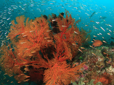 From shallow, sunlit reefs to current-washed pinnacles, wrecks, deep walls, caverns, and grottoes with marine life in an impressive array of types and sizes from tiny invertebrates to bus-sized whale sharks making Thailand a world-class dive destination