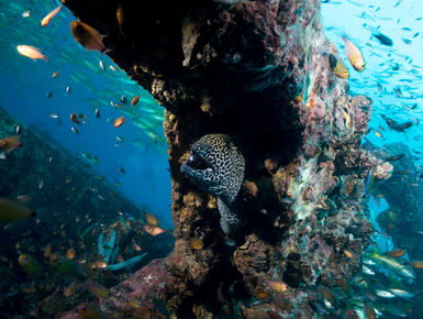 From shallow, sunlit reefs to current-washed pinnacles, wrecks, deep walls, caverns, and grottoes with marine life in an impressive array of types and sizes from tiny invertebrates to bus-sized whale sharks making Thailand a world-class dive destination