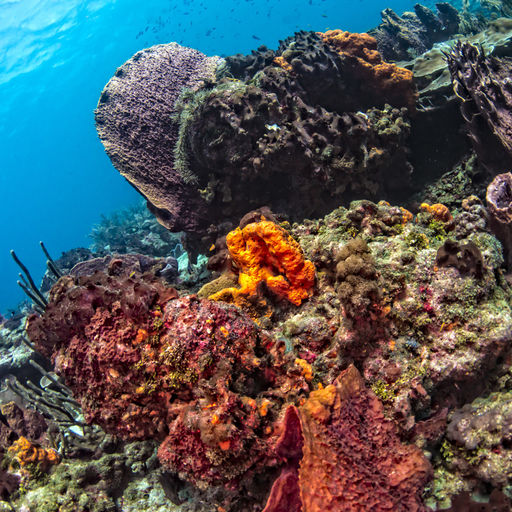 The waters of Tobago offer magnificent coral reefs to explore