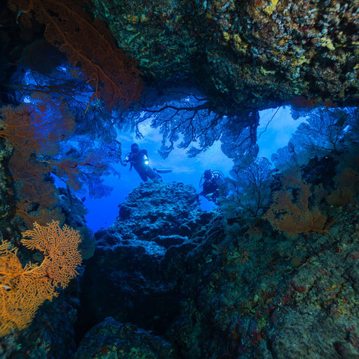 Tonga’s seascapes include colorful soft coral growths reminiscent of Fiji and walls and slopes covered in hard corals. Abundant fish life and invertebrate-filled shallows round out the dive roster