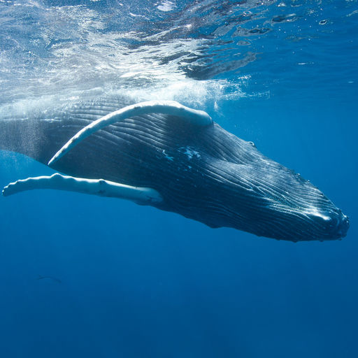The coral reefs of Turks & Caicos offer the intrepid divers many wondrous creatures