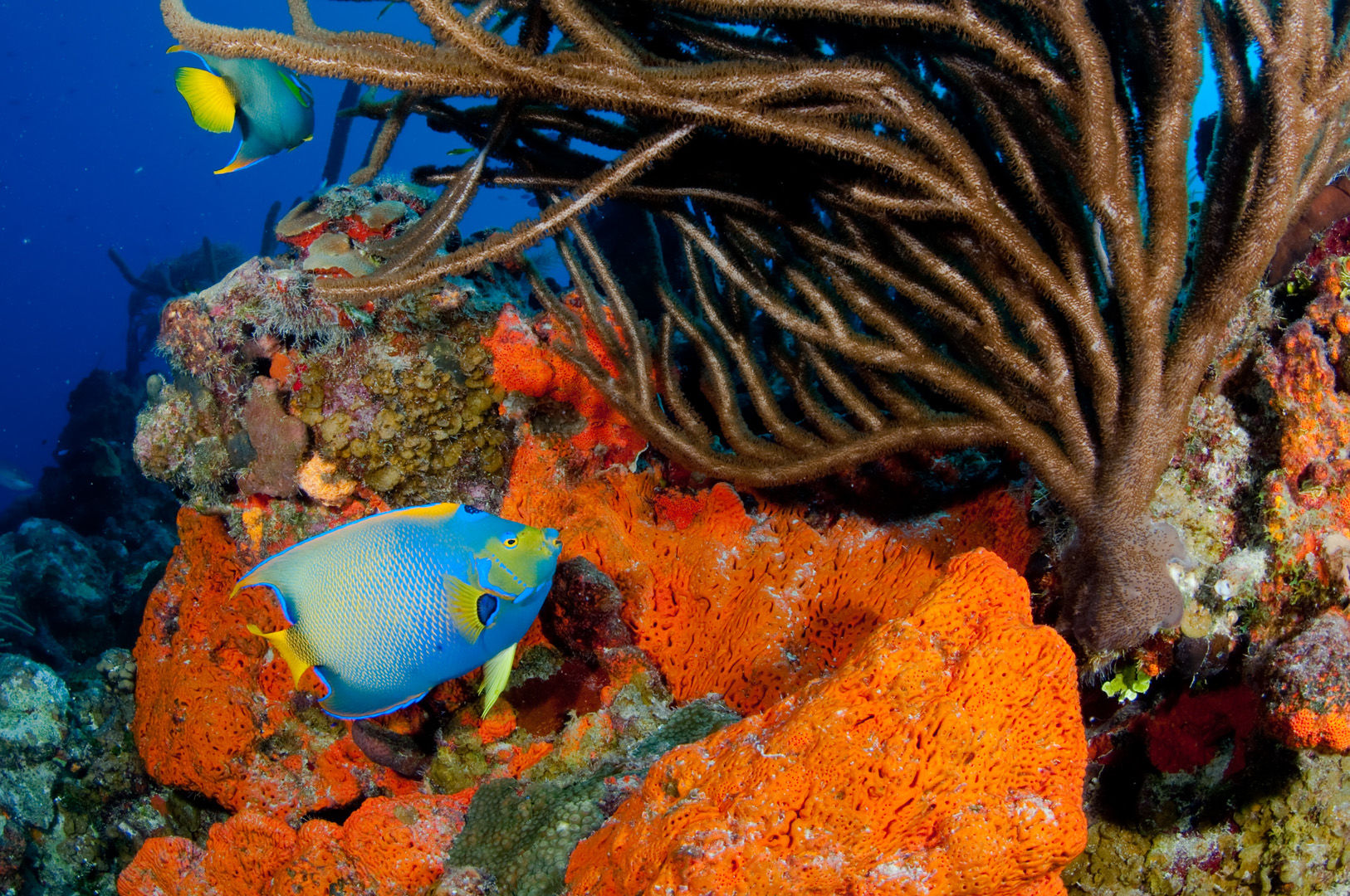 The coral reefs of Turks & Caicos offer the intrepid divers many wondrous creatures like this queen angelfish