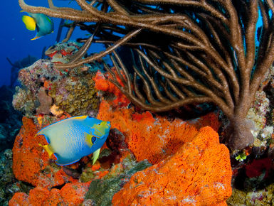 The coral reefs of Turks & Caicos offer the intrepid divers many wondrous creatures like this queen angelfish